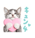 にゃんとも！かわいいしか勝たんハート子猫（個別スタンプ：6）