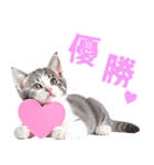 にゃんとも！かわいいしか勝たんハート子猫（個別スタンプ：7）