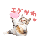 にゃんとも！かわいいしか勝たんハート子猫（個別スタンプ：9）