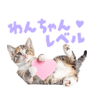 にゃんとも！かわいいしか勝たんハート子猫（個別スタンプ：10）