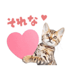 にゃんとも！かわいいしか勝たんハート子猫（個別スタンプ：11）