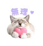 にゃんとも！かわいいしか勝たんハート子猫（個別スタンプ：12）