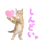 にゃんとも！かわいいしか勝たんハート子猫（個別スタンプ：13）