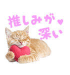 にゃんとも！かわいいしか勝たんハート子猫（個別スタンプ：15）