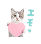 にゃんとも！かわいいしか勝たんハート子猫（個別スタンプ：16）