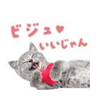 にゃんとも！かわいいしか勝たんハート子猫（個別スタンプ：17）
