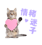 にゃんとも！かわいいしか勝たんハート子猫（個別スタンプ：18）