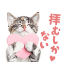にゃんとも！かわいいしか勝たんハート子猫（個別スタンプ：19）