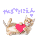 にゃんとも！かわいいしか勝たんハート子猫（個別スタンプ：20）