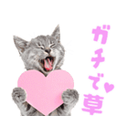 にゃんとも！かわいいしか勝たんハート子猫（個別スタンプ：21）