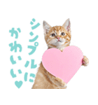 にゃんとも！かわいいしか勝たんハート子猫（個別スタンプ：22）