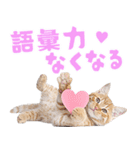 にゃんとも！かわいいしか勝たんハート子猫（個別スタンプ：23）