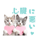 にゃんとも！かわいいしか勝たんハート子猫（個別スタンプ：24）