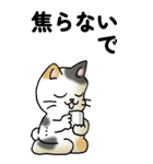 気遣い三毛猫（個別スタンプ：10）