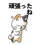 気遣い三毛猫（個別スタンプ：12）