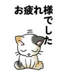 気遣い三毛猫（個別スタンプ：13）