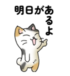 気遣い三毛猫（個別スタンプ：17）