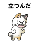 気遣い三毛猫（個別スタンプ：19）