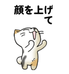 気遣い三毛猫（個別スタンプ：31）