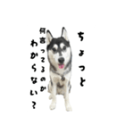 クオンな日常（個別スタンプ：6）