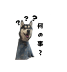 クオンな日常（個別スタンプ：11）
