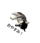 クオンな日常（個別スタンプ：15）