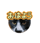 癒されるねこちゃん（個別スタンプ：2）