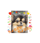 殿様わん仔（個別スタンプ：1）