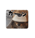 殿様わん仔（個別スタンプ：3）