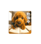 【動く3D】トイちん スタンプ（個別スタンプ：3）