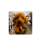 【動く3D】トイちん スタンプ（個別スタンプ：7）