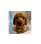【動く3D】トイちん スタンプ（個別スタンプ：12）