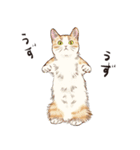 夏の猫分補給スタンプ（個別スタンプ：30）