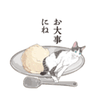 夏の猫分補給スタンプ（個別スタンプ：37）