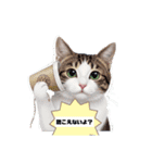 白茶猫シーちゃんの連絡下さいシリーズ（個別スタンプ：13）