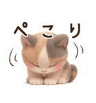 【敬語】ふわふわ三毛猫3D/Vol.1（個別スタンプ：21）