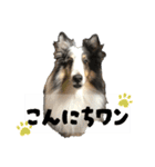 シェルティーのマールくん（個別スタンプ：2）