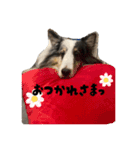 シェルティーのマールくん（個別スタンプ：4）