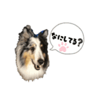 シェルティーのマールくん（個別スタンプ：6）