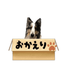 シェルティーのマールくん（個別スタンプ：7）