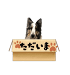 シェルティーのマールくん（個別スタンプ：8）