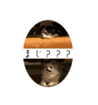 れおとてり6（個別スタンプ：15）