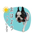 ぷんとボブ（個別スタンプ：1）