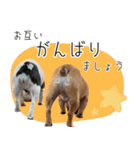 ぷんとボブ（個別スタンプ：10）