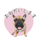 ぷんとボブ（個別スタンプ：16）