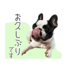 ぷんとボブ（個別スタンプ：17）