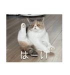 もみじの日常スタンプ【映画字幕風】（個別スタンプ：1）