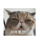 もみじの日常スタンプ【映画字幕風】（個別スタンプ：2）