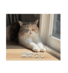 もみじの日常スタンプ【映画字幕風】（個別スタンプ：5）