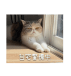 もみじの日常スタンプ【映画字幕風】（個別スタンプ：6）